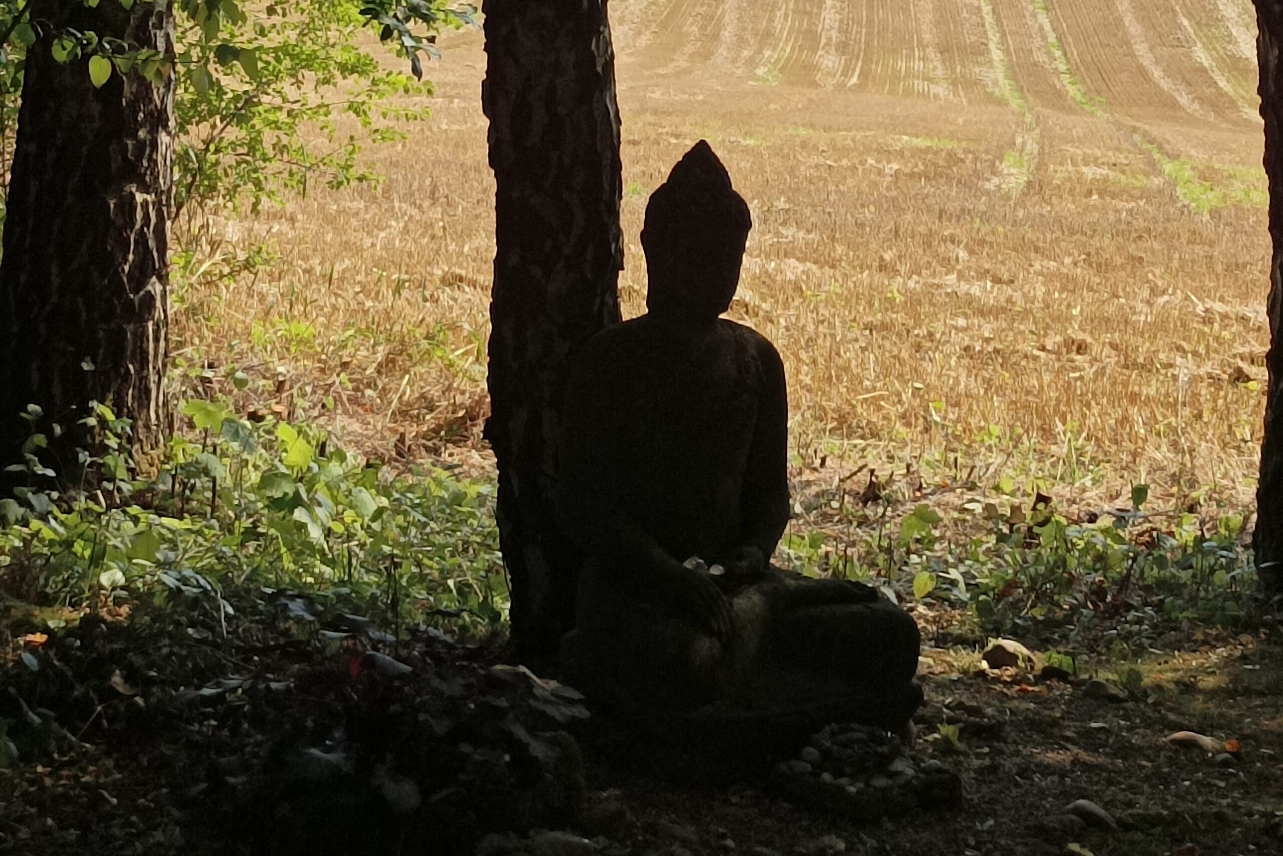 Buddha lehnt an einem Baum im Grünen.