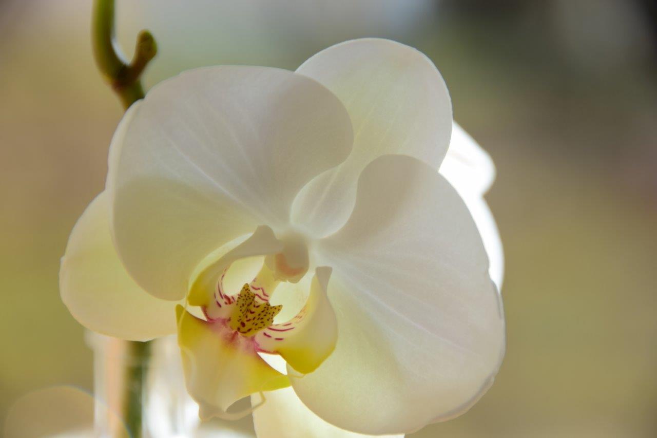 eine Orchideenblüte Sei großzügig und öffne dein Herz